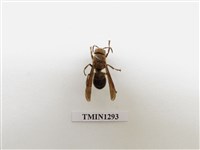 藏品(黑腹虎頭蜂)的圖片